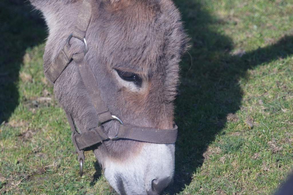 Esel beim Grasen auf einer Wiese